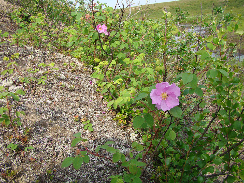 Image of Rosa acicularis specimen.