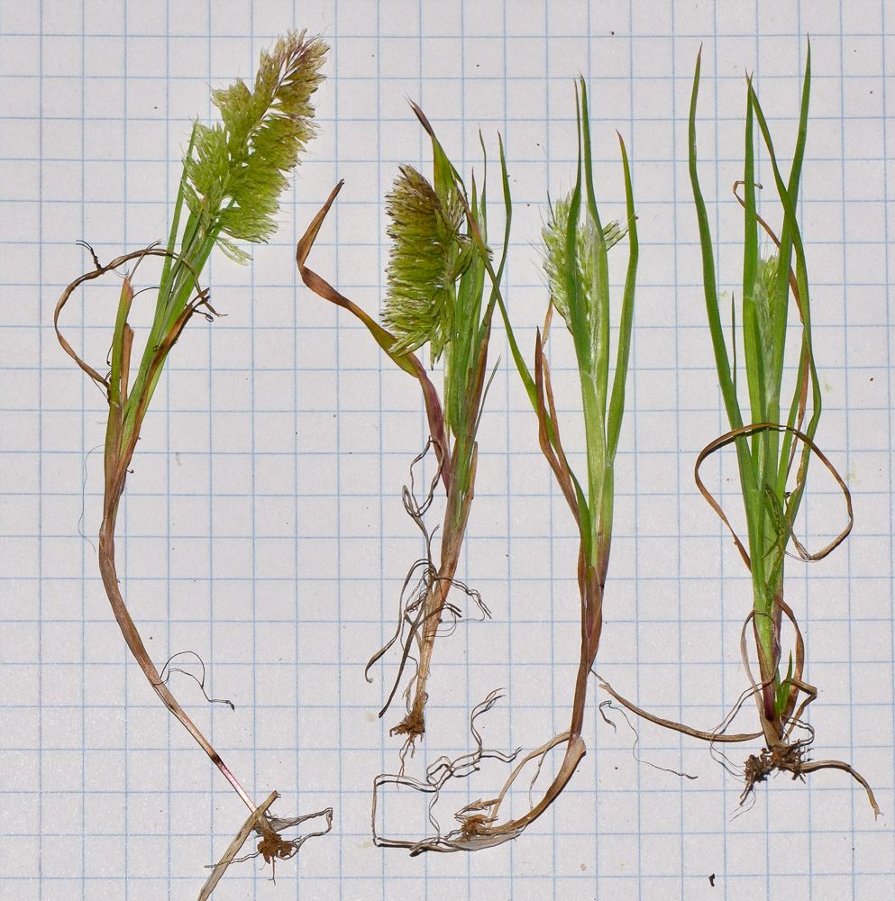 Image of Lamarckia aurea specimen.