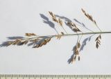 Poa pratensis