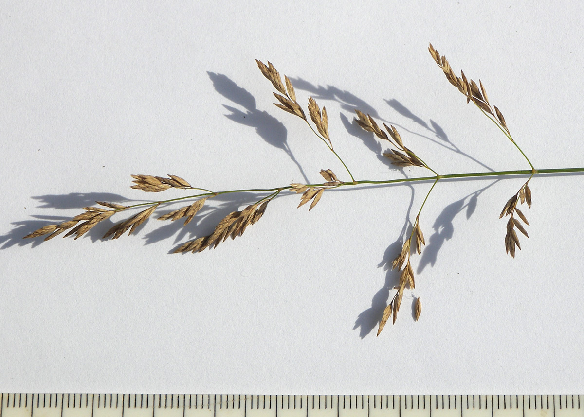 Image of Poa pratensis specimen.