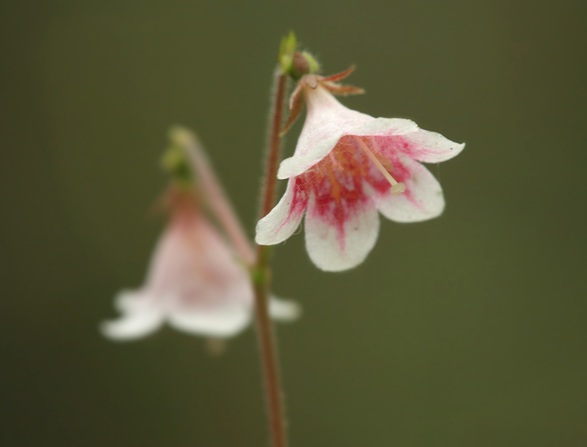 Image of Linnaea borealis specimen.