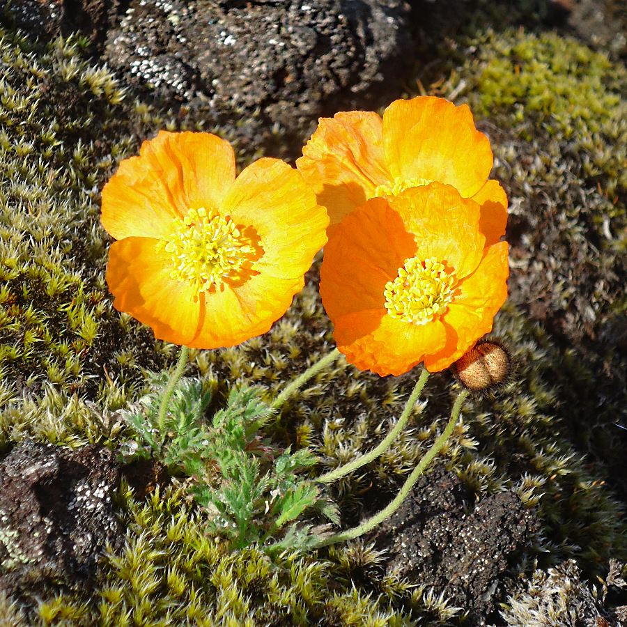 Image of Papaver microcarpum specimen.