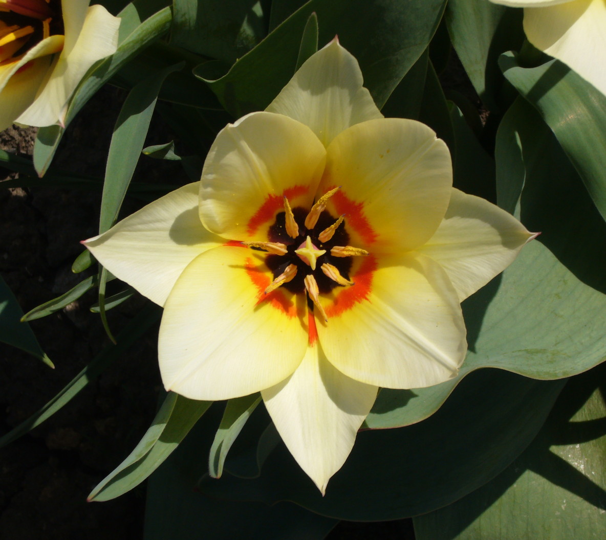 Image of genus Tulipa specimen.