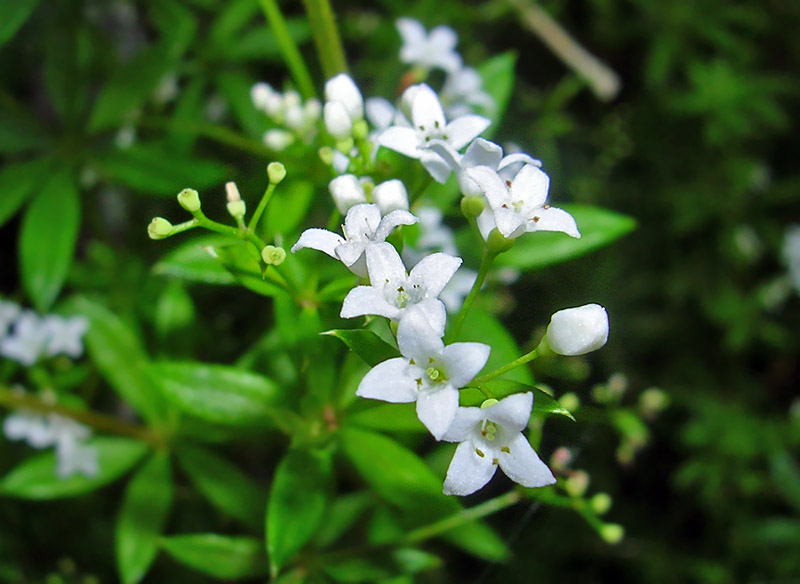 Image of Galium rivale specimen.