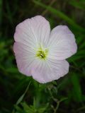 Oenothera speciosa. Цветок. Крым, городской округ Феодосия, пгт Курортное, парк биостанции Карадагского заповедника, на клумбе. Июль 2016 г.