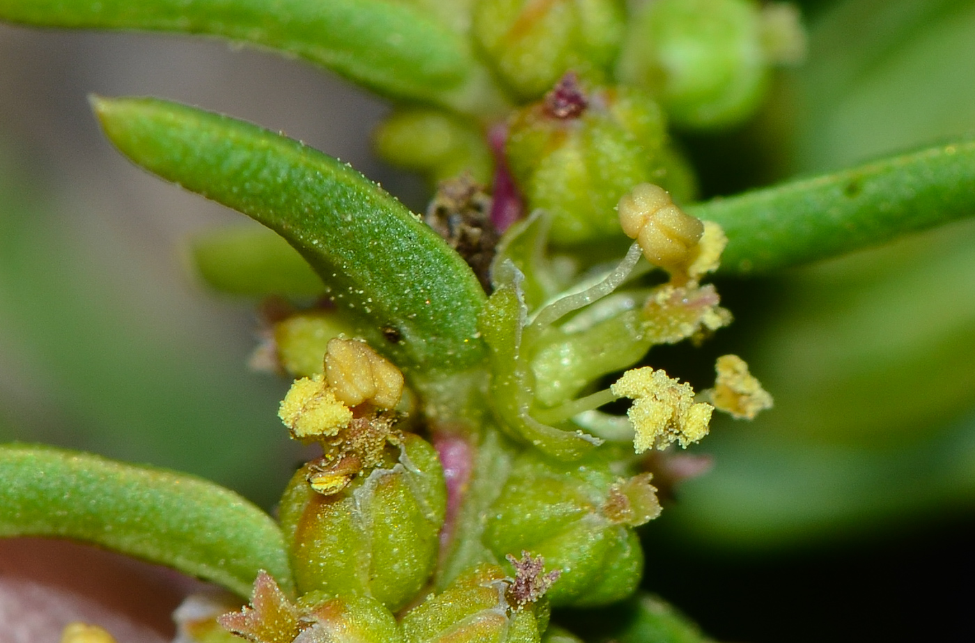 Image of Suaeda vermiculata specimen.