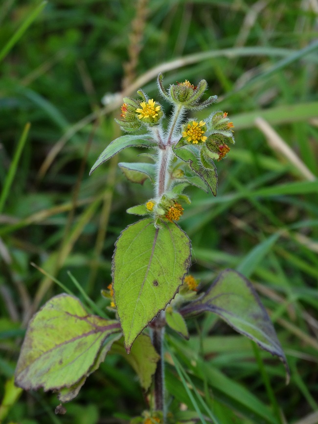 Image of Sigesbeckia orientalis specimen.