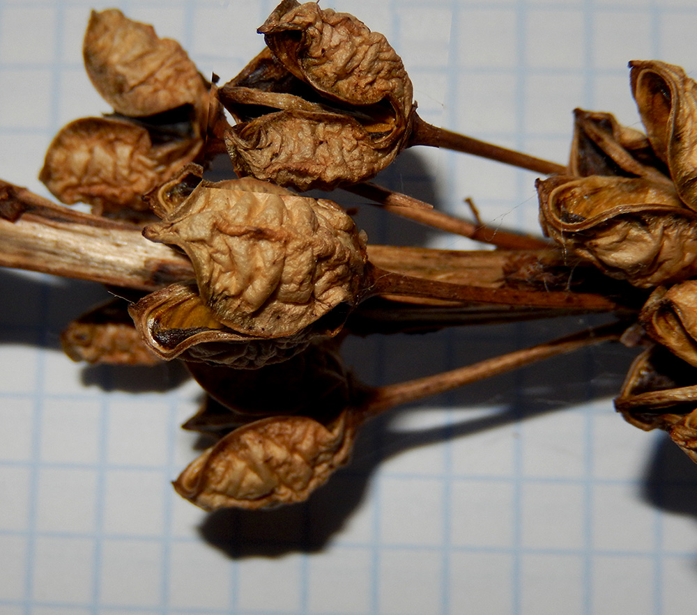 Image of Asphodeline lutea specimen.