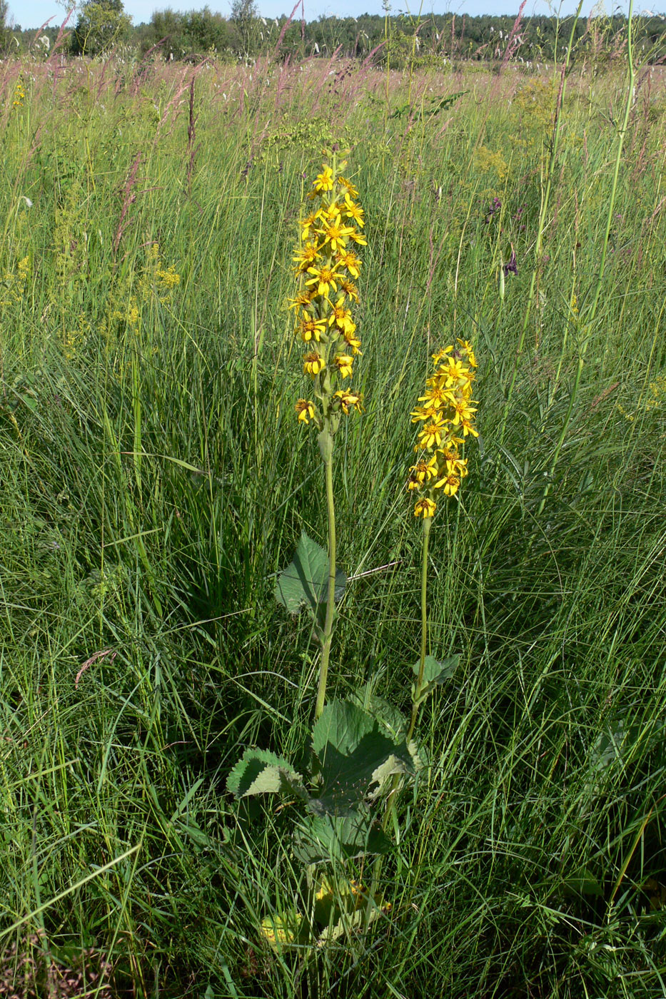 Изображение особи Ligularia fischeri.