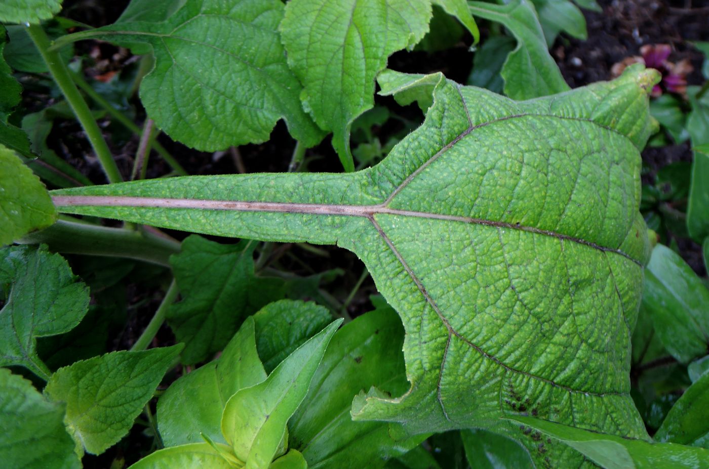 Image of Tithonia rotundifolia specimen.