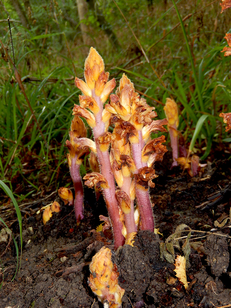 Image of Orobanche laxissima specimen.