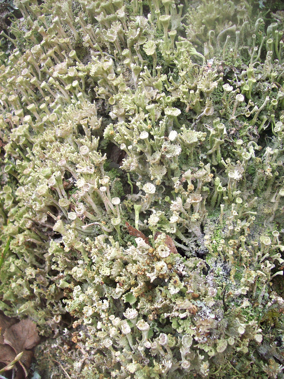 Изображение особи Cladonia carneola.