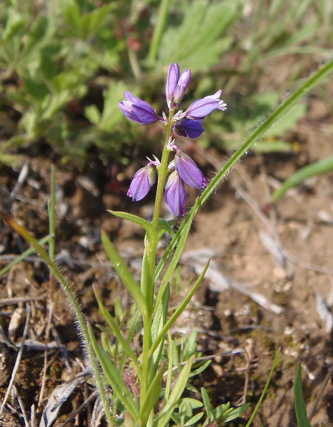 Image of Polygala comosa specimen.
