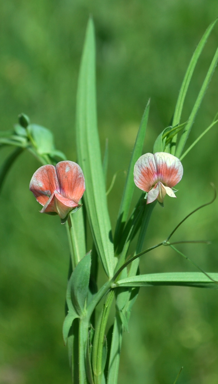 Изображение особи Lathyrus cicera.