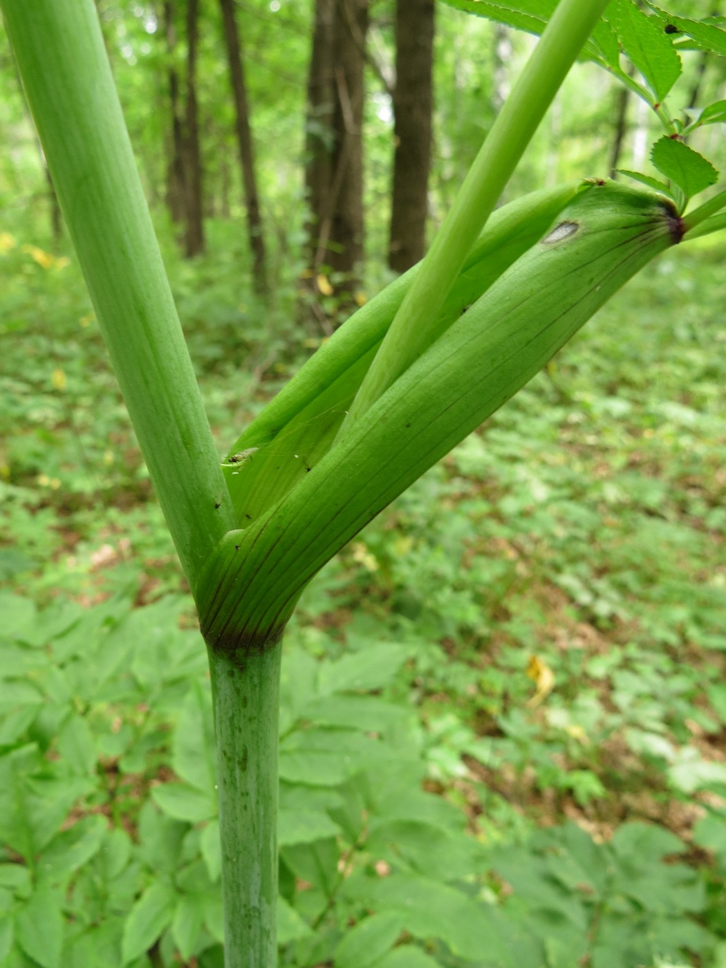 Image of Angelica sylvestris specimen.