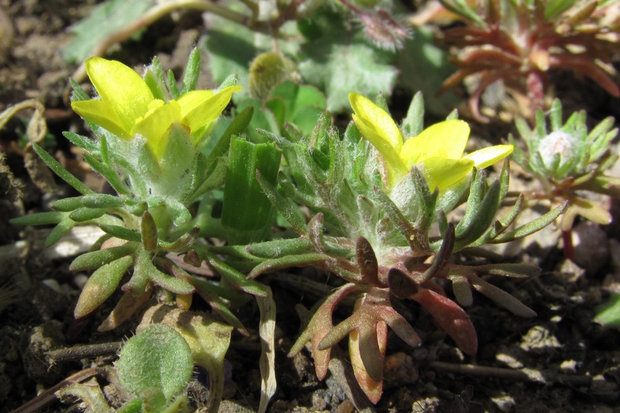 Image of Ceratocephala incurva specimen.