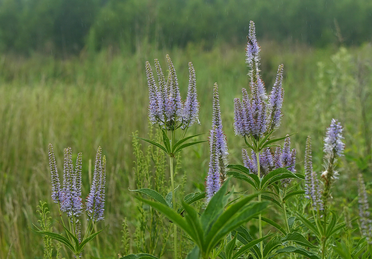 Image of Veronicastrum sibiricum specimen.