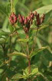 Hypericum erectum