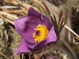 Pulsatilla multifida. Цветок. Магаданская обл., окр. Магадана, бухта Гертнера, крутой скалистый склон над морем. 08.05.2010.