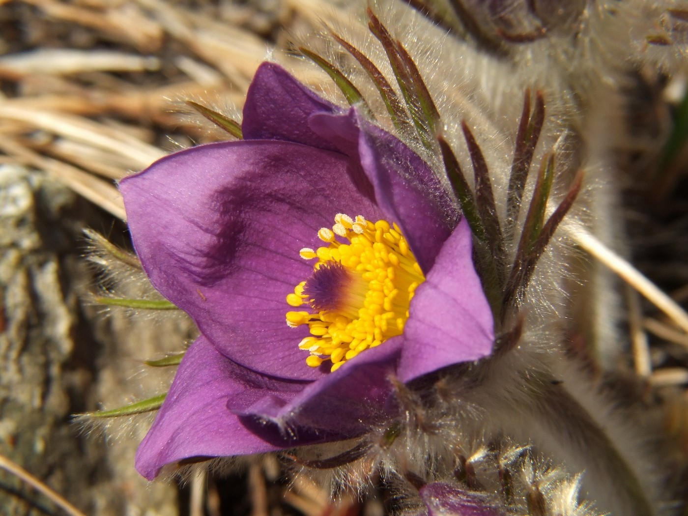 Изображение особи Pulsatilla multifida.