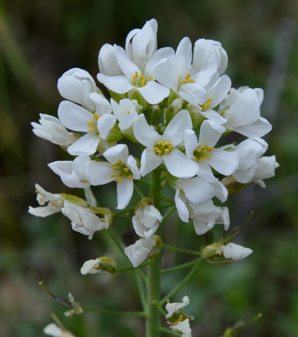 Изображение особи Noccaea lutescens.