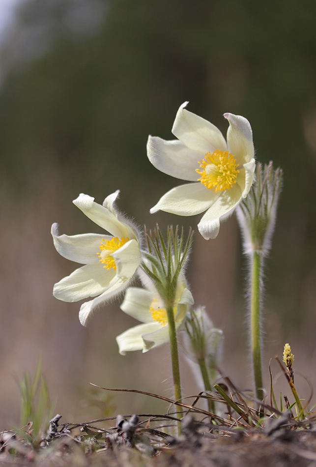 Image of Pulsatilla patens specimen.