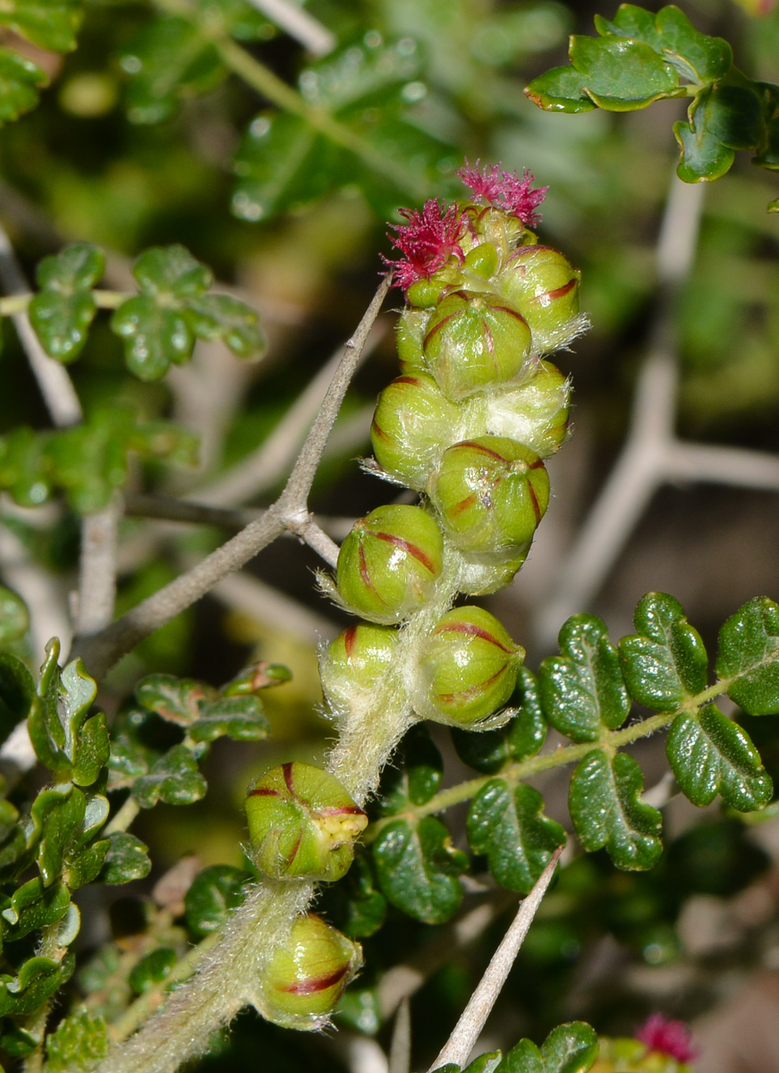 Image of Sarcopoterium spinosum specimen.