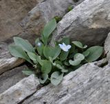 Omphalodes luciliae ssp. scopulorum