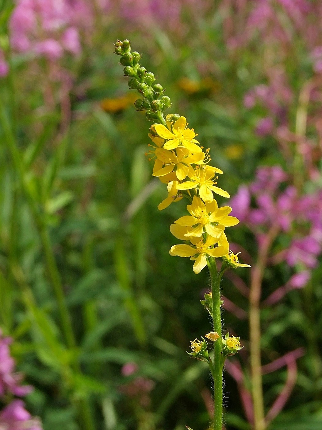 Изображение особи Agrimonia pilosa.