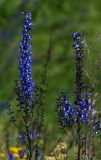 Delphinium retropilosum