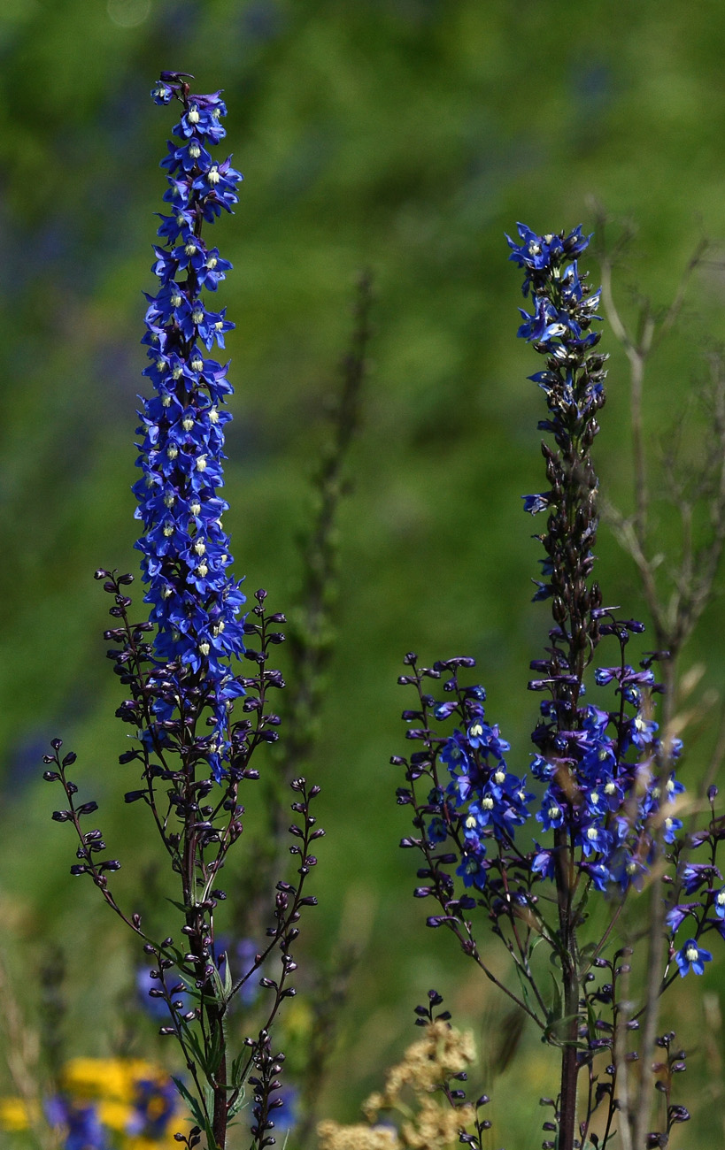 Изображение особи Delphinium retropilosum.