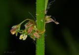 Rumex patientia. Часть побега с цветками. Молдова, Кишинев, Ботанический сад АН Молдовы. 19.05.2015.