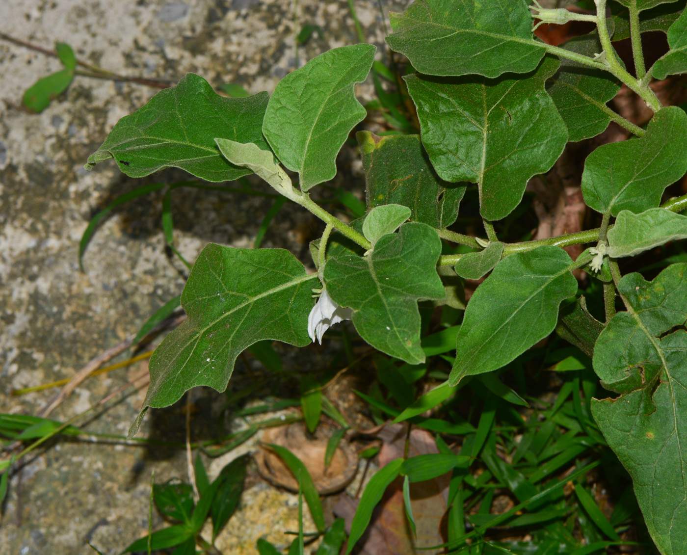 Изображение особи Solanum undatum.