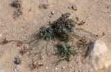 Limonium tubiflorum