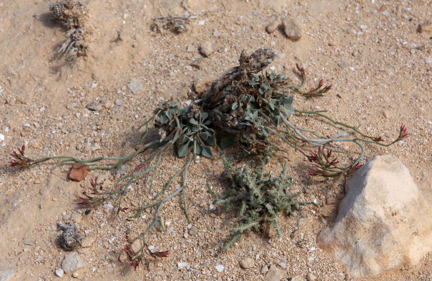 Image of Limonium tubiflorum specimen.