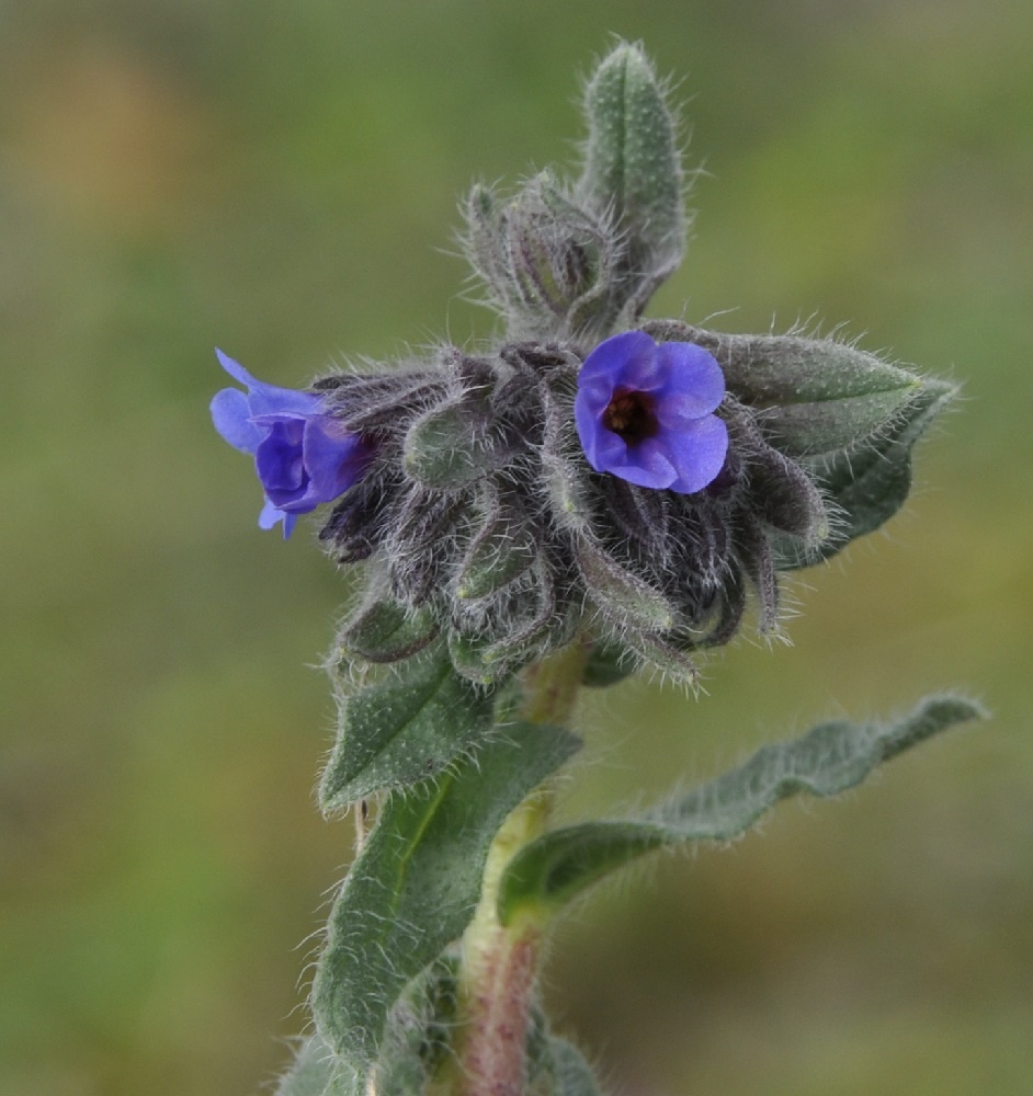 Image of Alkanna tinctoria specimen.