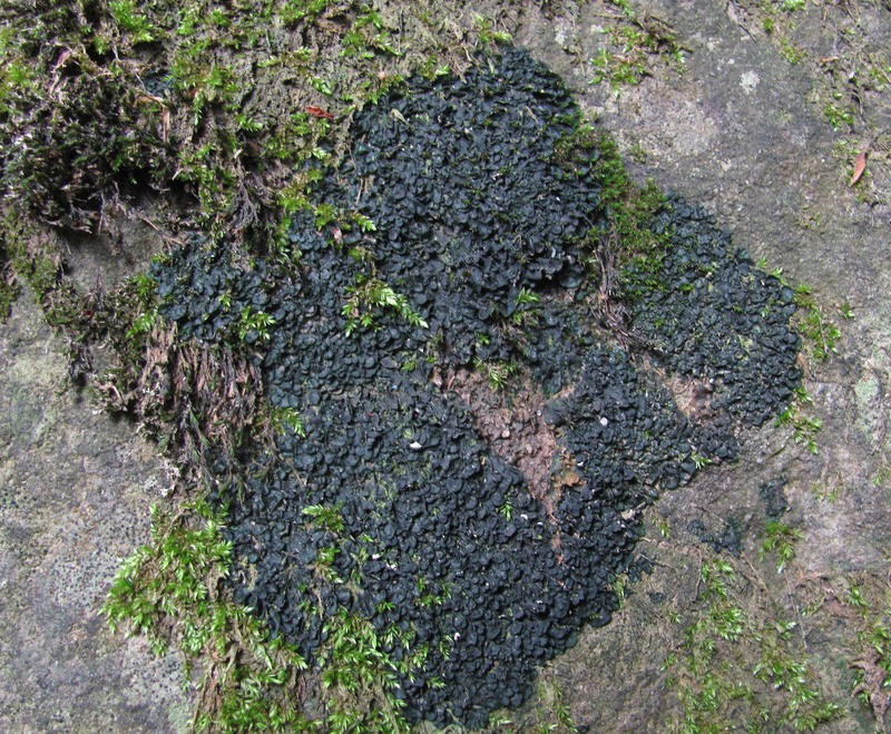 Image of familia Collemataceae specimen.