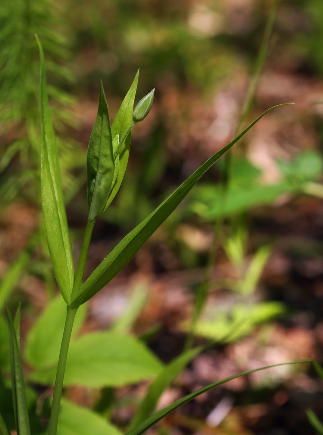 Изображение особи Stellaria holostea.