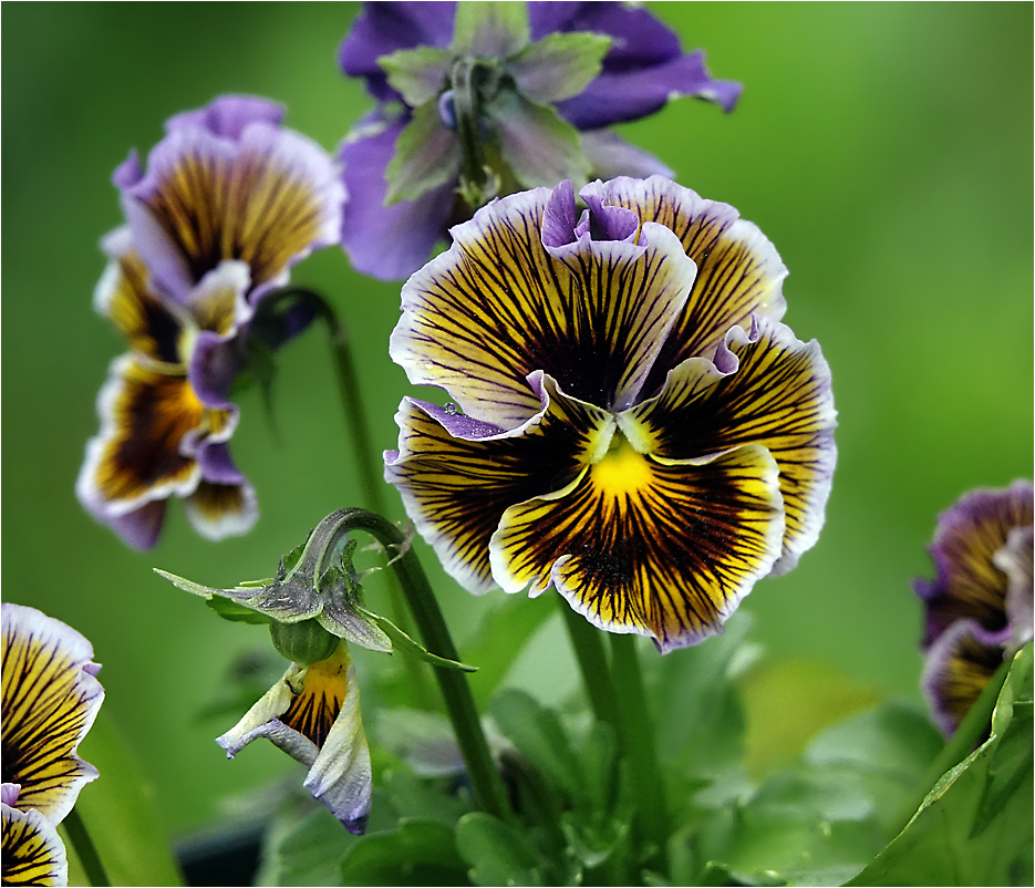 Image of Viola wittrockiana specimen.