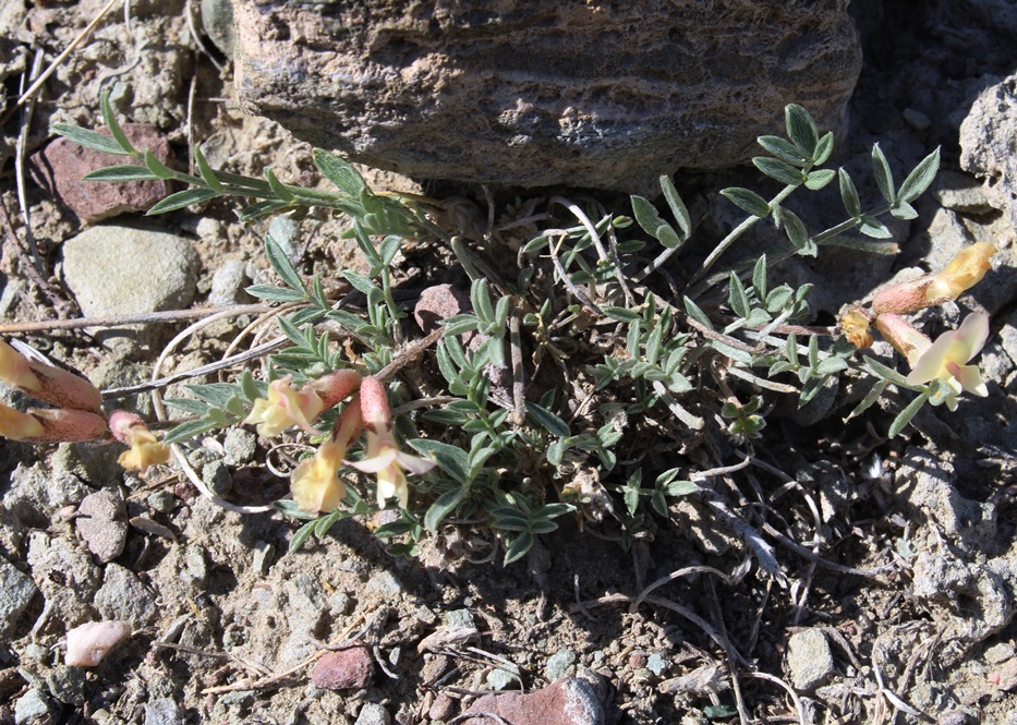 Изображение особи Astragalus depauperatus.