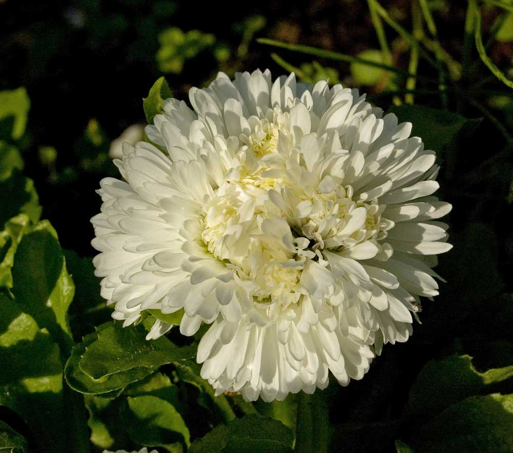 Изображение особи Bellis perennis.