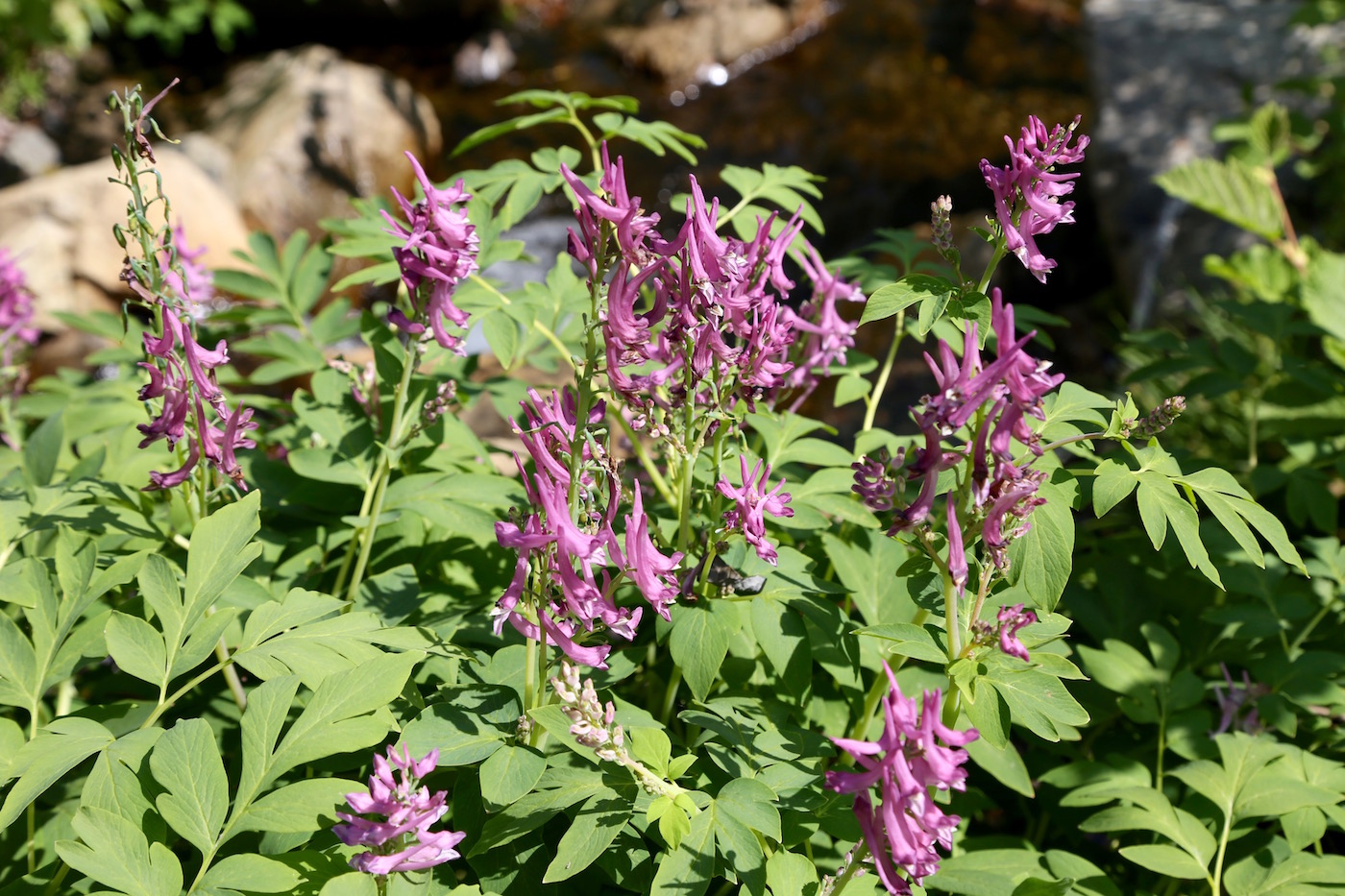 Изображение особи Corydalis multiflora.