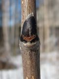 Sorbus aucuparia. Пазушная почка молодого растения. Архангельск, 4 апреля 2010 г.