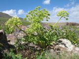 Archangelica brevicaulis. Цветущее растение. Южный Казахстан, Таласский Алатау, запов. Аксу-Жабаглы, урочище Каскабулак, выс. 3200 м н.у.м., моренные отложения. 16 июля 2017 г.