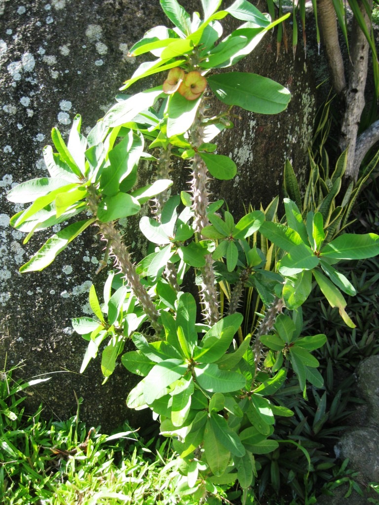 Image of Euphorbia splendens specimen.