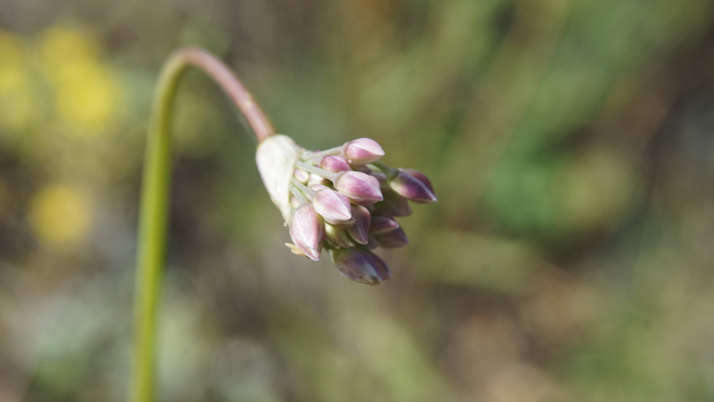 Image of Allium rubens specimen.