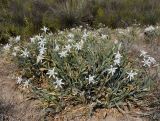 Pancratium maritimum. Цветущее растение. Греция, Халкидики, окр. с. Неа Потидеа (Νέα Ποτίδαια), пляж. 07.08.2017.