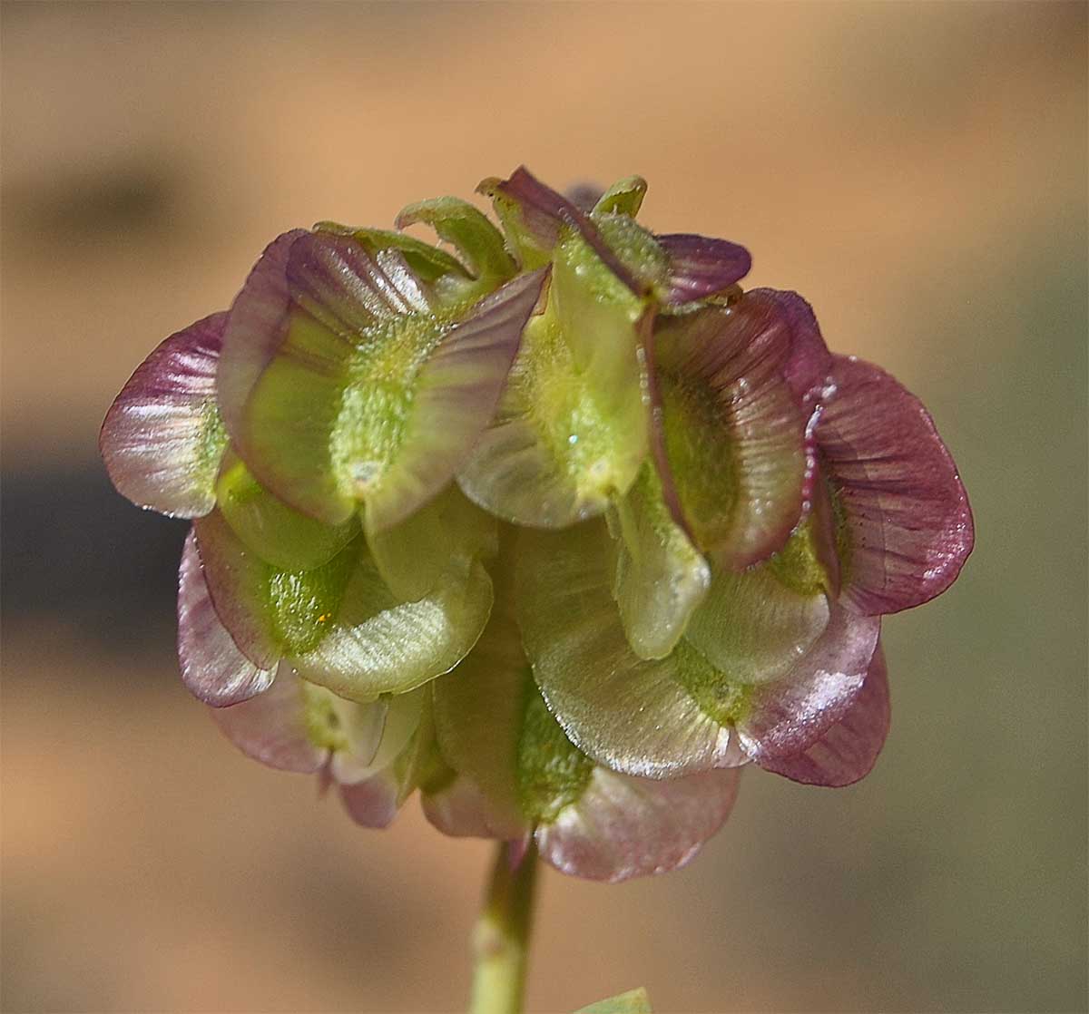 Изображение особи Tripteris oppositifolia.