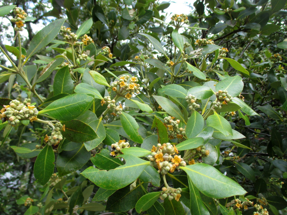 Image of Avicennia marina specimen.