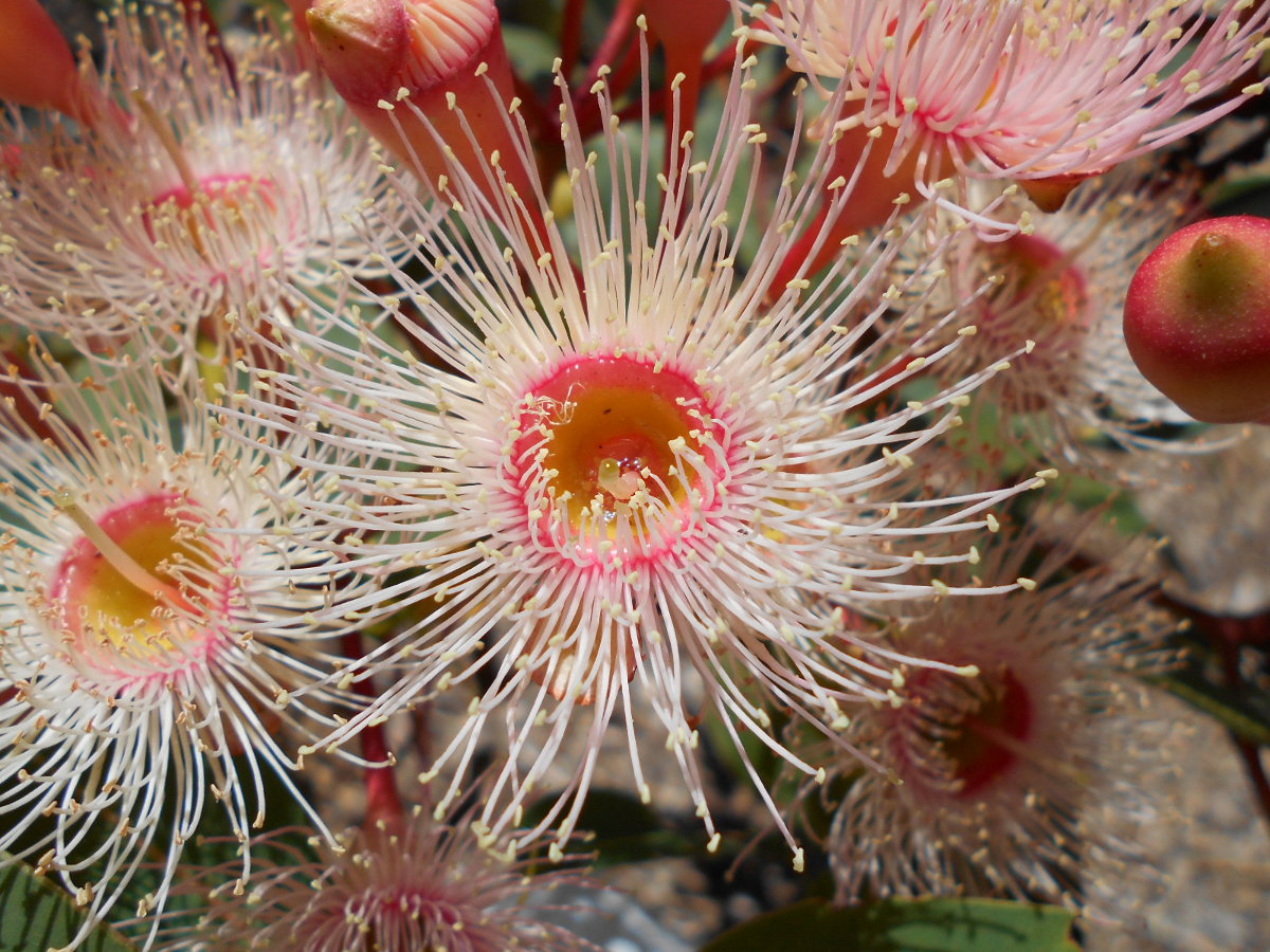 Image of Corymbia ficifolia specimen.